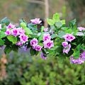 Mô phỏng Hoa hồng Hoa Hồng Mây Hoa giả bằng nhựa Hoa lụa Điều hòa nhiệt độ sưởi ấm Trang trí ống hoa treo tường 2 - Hoa nhân tạo / Cây / Trái cây hoa lan giả