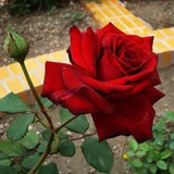 Mei 拉 罗 罗            hudoor и Outdoor 芄刍 Балконный лунный завод 