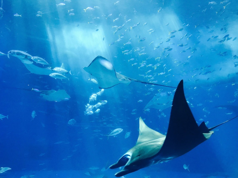Mystic Aquarium, Mystic, Connecticut, Usa / Mystic Aquarium 50% off Mystic Aquarium, Mystic, Connecticut, Usa / Mystic Aquarium 50% off