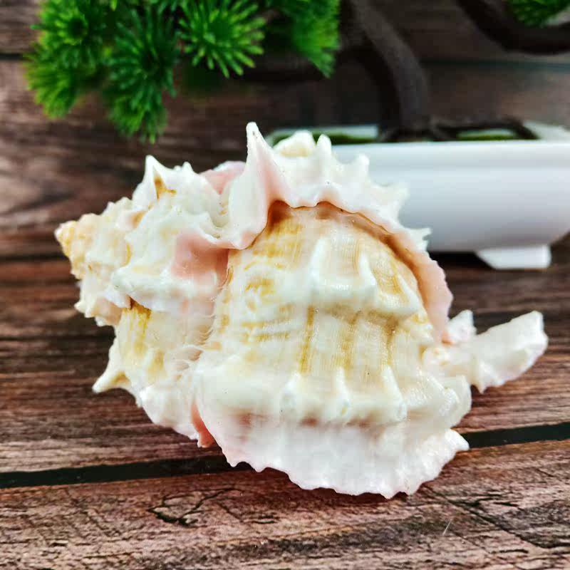 Natural Shells Sea Snail Powder Fist Screw Natural colour fish tank Scape Decoration Collection Pendulum shooting Prop Collection Courtesy
