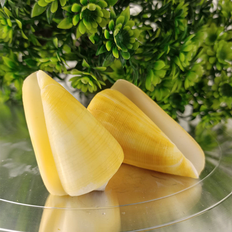 Selected shell sea snail taro head snail 4-6 cm fish tank riostomy aquarium decoration Mediterranean style