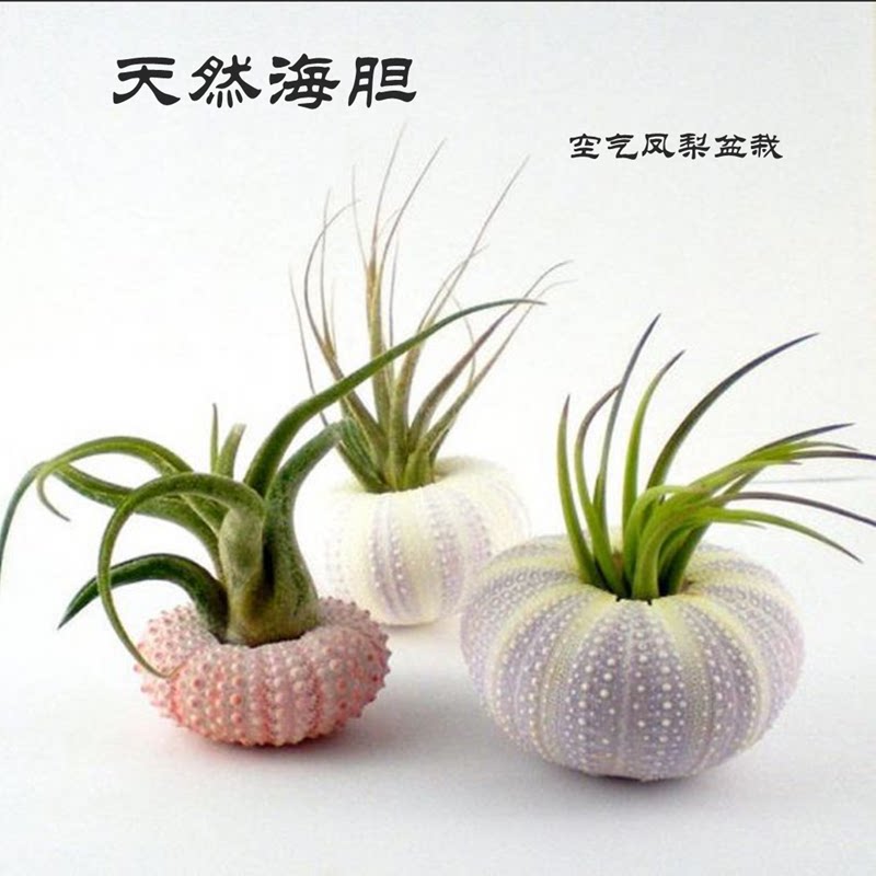 Natural Sea Urchin Shell Air Pinewood Multi-Meat Potted Special Shell Home Swing Accessories Decoration Seashells Sea Snail Shooting