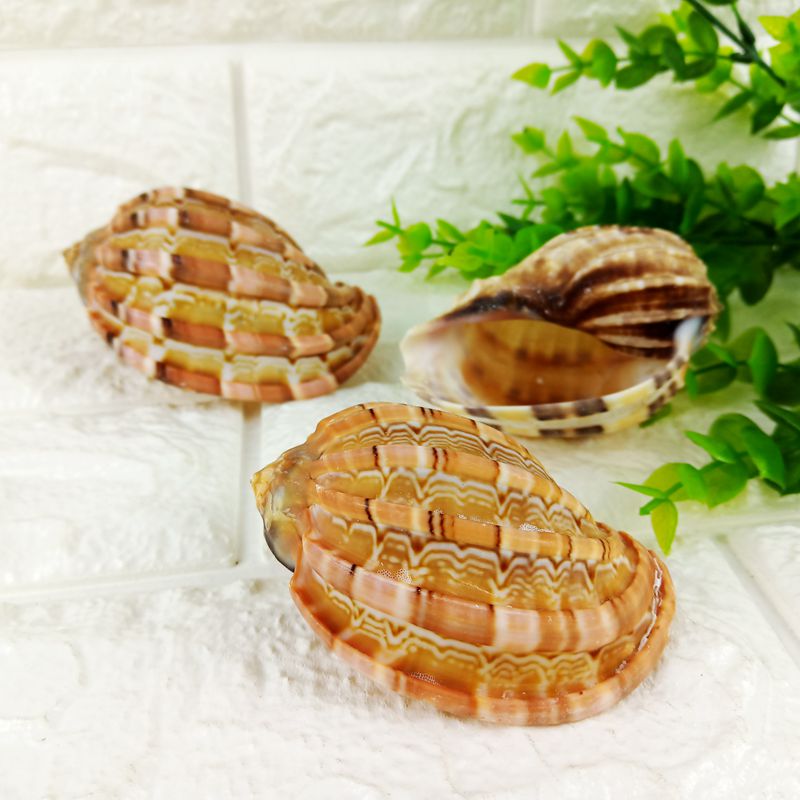 Natural seashells hybolica snail fish fishbowl with a view to decorate fish and shrimp to escape the roof of the Mediterranean Terra