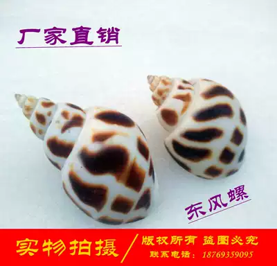 Natural shell conch Dongfeng snail 5-6cm fish tank landscape roll fish hermit crab culture