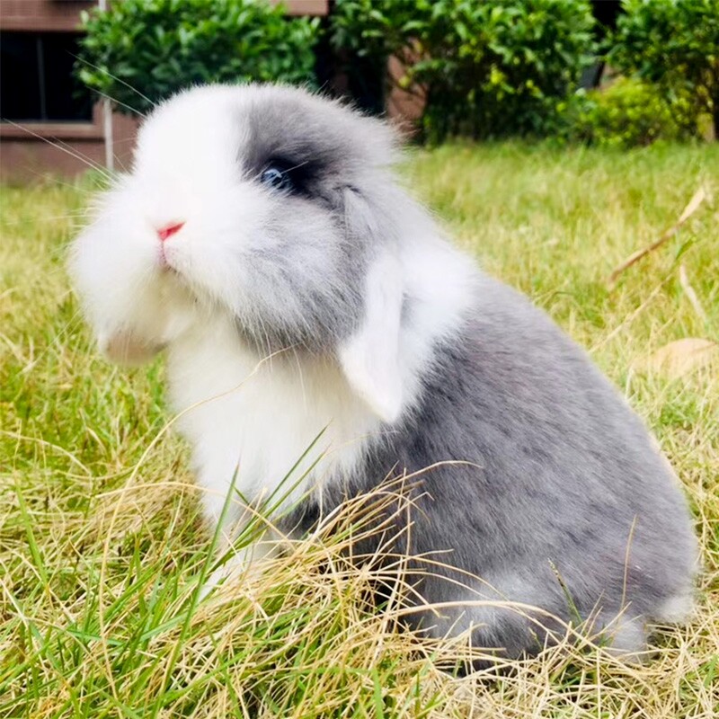 Rabbit live lop-eared rabbit grows not pedigree dwarf rabbit Angora Dodge face cat cat rabbit long-haired pet rabbit