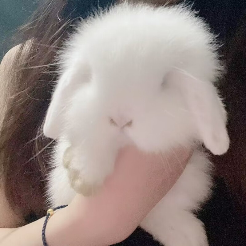Little rabbit live animal lop-eared rabbit mini small dwarf rabbit Begonia phoenix eye long-haired cat rabbit pet princess rabbit live