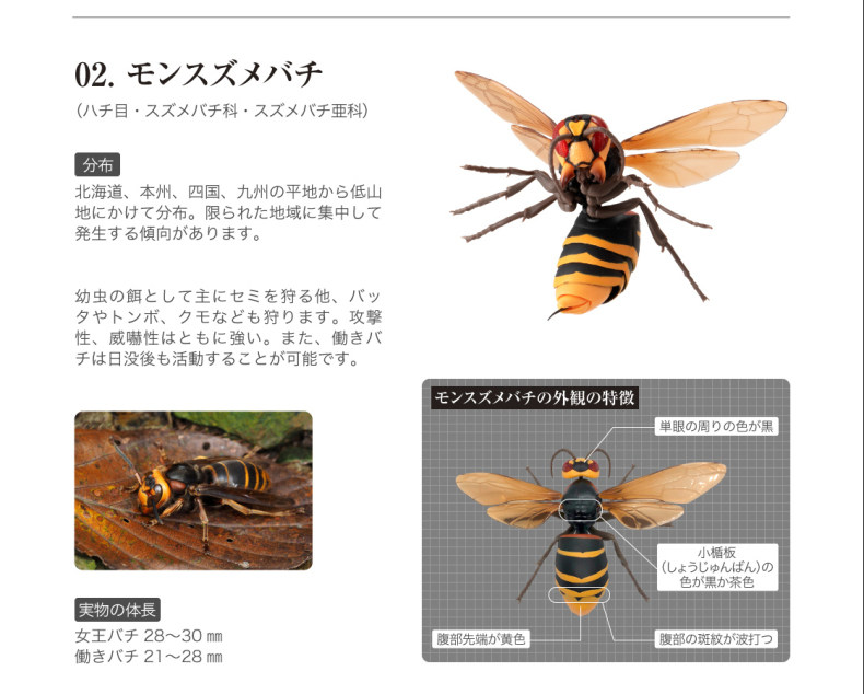 苏苏 万代大黄蜂2黄蜂蜜蜂虎头蜂可动巨型昆虫系列02 扭蛋