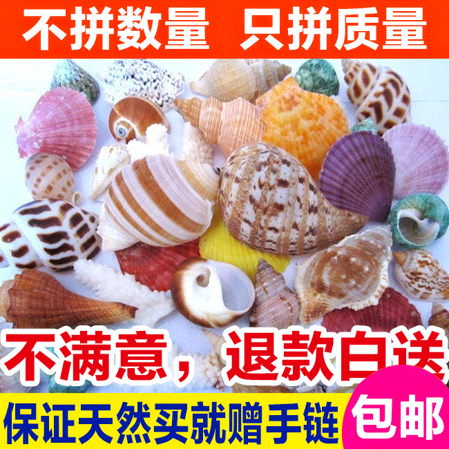 天然海螺 贝壳 彩色大海螺笔筒 海罗贝壳工艺品 高15厘米