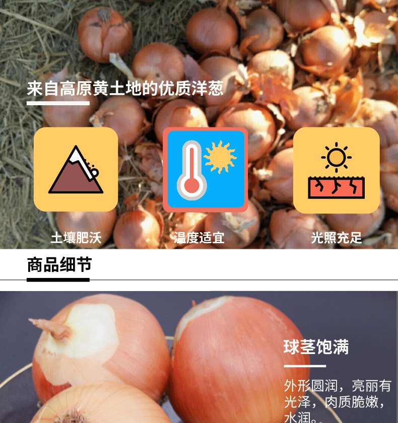 甘肃黄皮洋葱 5斤 图4