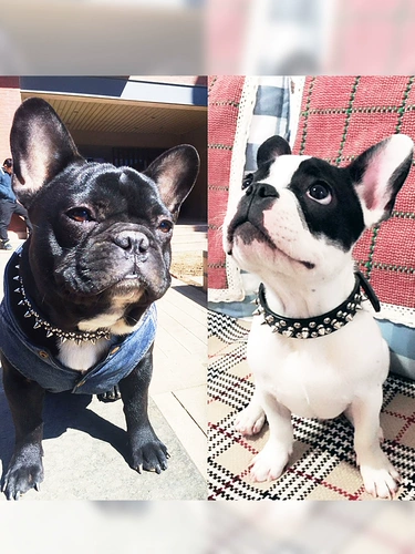 Сотрудничество для собак Маленькая, маленькая, собачья кружок Уиллоу Нейн Кольцо Тедди Баго Фаджу