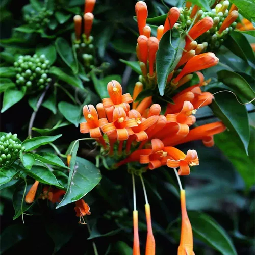 Артиллерийский борьба с цветоком Miao ароматный аромат Великий цветок