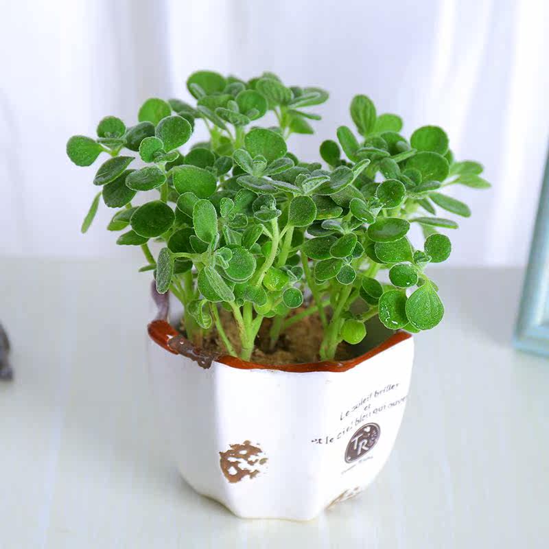 碰碰香盆栽包邮 一抹香 香草多肉植物驱蚊 驱虫净化空气绿植花卉