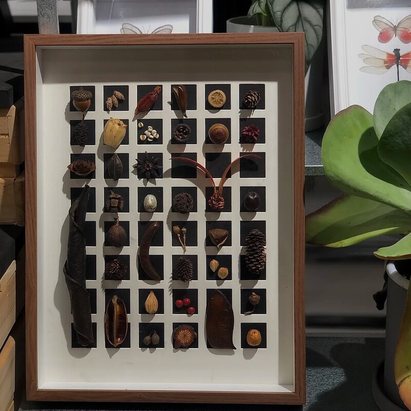 16inch Three-Dimensional Hollow 5/7.5cm Shell Fruit Specimen DIY Display Frame with 48 Grid Cardboard for Wall Hanging