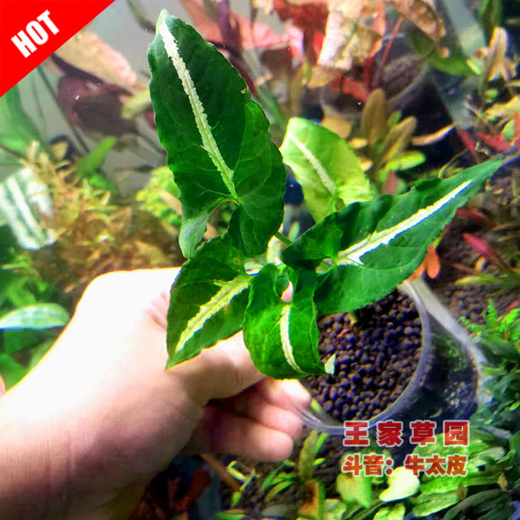 Import Sky South Star Green Arrow Water Banyan Middle Rear View Freshwater Water Grass Fish Tank Grass-cylinder Scenery Decoration Novelty Plant