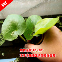 WJ straw cylinder fish tank made of green heart-shaped leaf caring sleeping lotus back view New hand water grass fresh water Good raising plants