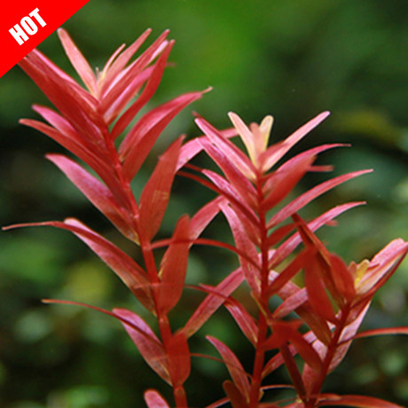 Red and green court rare Danish blood court complete water leaf grass tank fish tank landscaping aquarium background grass in the aquarium