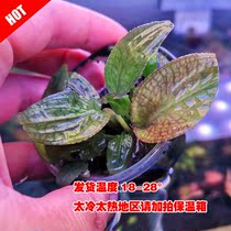 WJ newcomer grass cylinder fish tank building with 97 thinking pretzels high end medium foreground rare water grass fresh water decoration plant