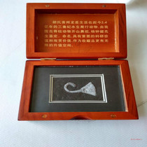 Guizhou sea lily fossil paleontology Animal fossil specimen protection treasurer recommended
