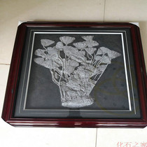 Sea lily fossil Paleontology Marine animal fossil specimen treasurer recommended