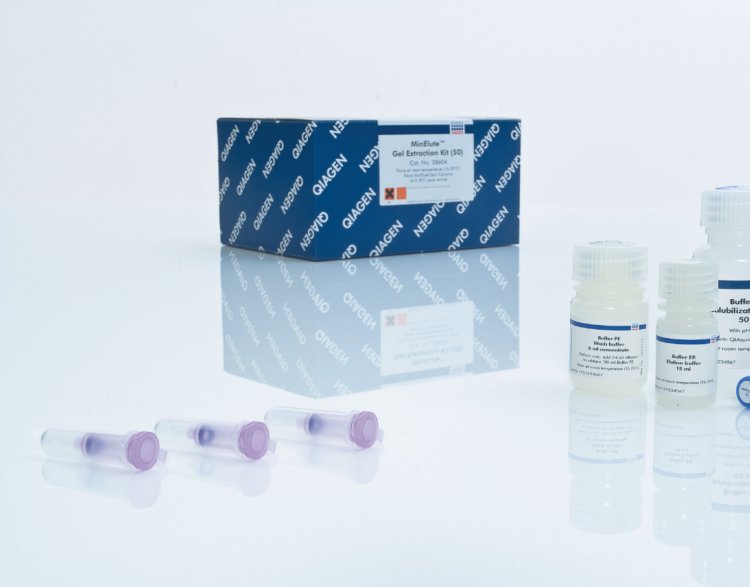 Qiagen28606 凝胶回收试剂盒MinElute Gel Extraction kit凯杰286