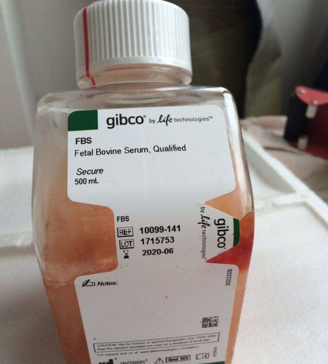 GIBICO FBS澳洲胎牛血清10099141C原装正品行货