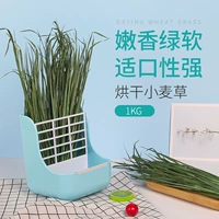 Сушная пшеница трава xingwen pukwen grass totoro totoro голландская свиная ароматная свиная
