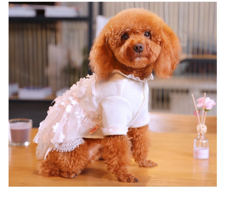 Puppy Dog Quần áo Teddy Bear Nữ Schnauzer Puppy Chó nhỏ Pet Pet Váy Váy Công chúa Nội thất - Quần áo & phụ kiện thú cưng áo tết cho chó