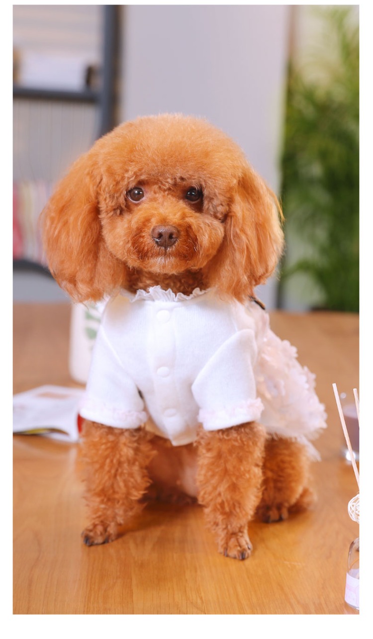 Puppy Dog Quần áo Teddy Bear Nữ Schnauzer Puppy Chó nhỏ Pet Pet Váy Váy Công chúa Nội thất - Quần áo & phụ kiện thú cưng áo tết cho chó