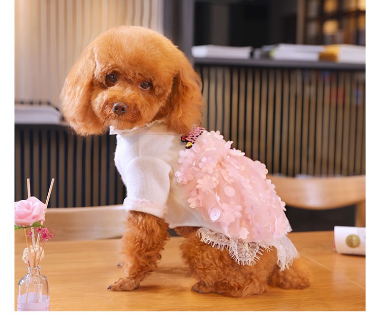 Puppy Dog Quần áo Teddy Bear Nữ Schnauzer Puppy Chó nhỏ Pet Pet Váy Váy Công chúa Nội thất - Quần áo & phụ kiện thú cưng áo tết cho chó