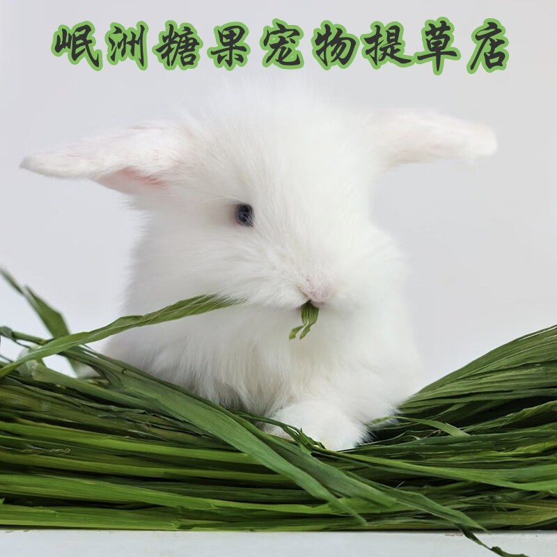 岷洲糖果宠物提草店