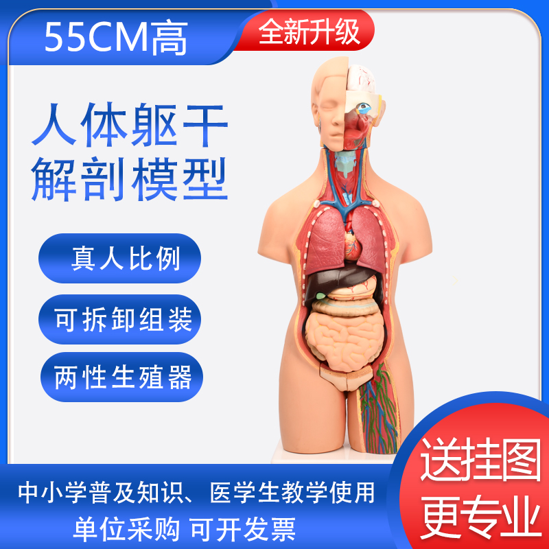 55cm Live-action Human Anatomical Model Organ Detachable Visceral Medical Student Imitation Trunk System Structural Teaching Aids 