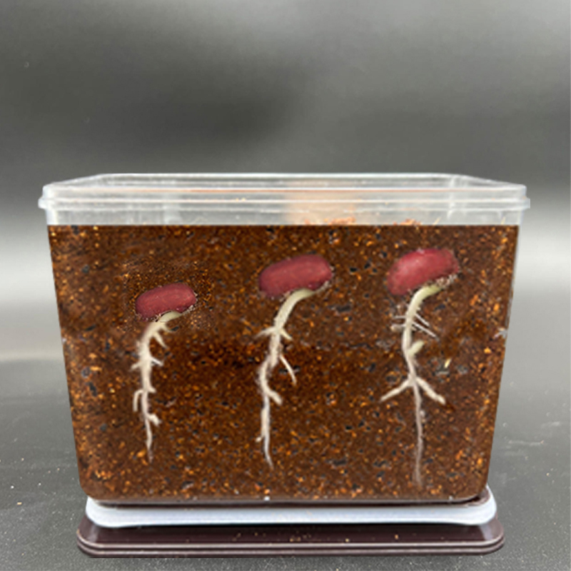 Children's Natural Plant Growth Observation Box, Student Soil Cultivation of Peanuts and Vegetable Growing, Kidsren's Scientific Growth and Germination Experiment