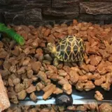 Китайская черепаха маленькая черепаха Живое Существо долголетие черепаха богатство декоративная черепаха вода Золотая нить черепаха Трава трава черепаха Семейство Семейство