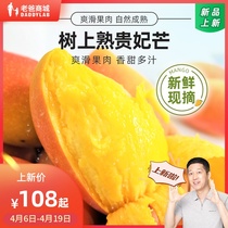 Factory shipping dad reviews Hainan Guifeis manga tree cooked mango 3 catties 7-11 fruits 5 catty 12-16 fruits