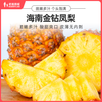 Factory shipping dad reviews Hainan gold drill pineapple when it should be fresh fruit 4 5 catty
