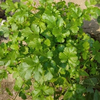 150 г крупнолистного кориандра [30 г бесплатного питательного удобрения]