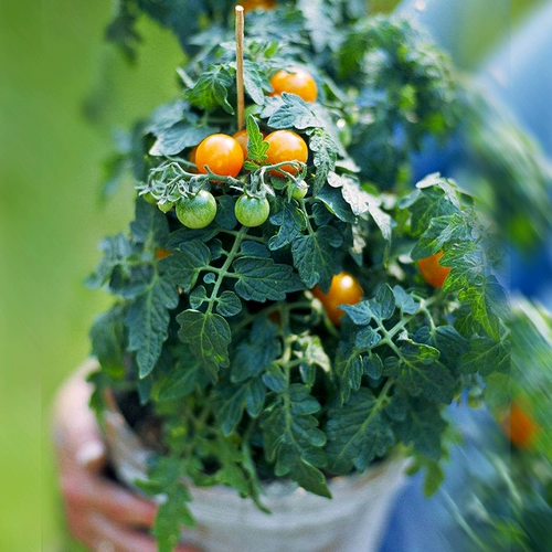 Желтый карликовый томатный семена дедушки -семян семян томатов и балкон -балкона в горшках Бесплатная доставка