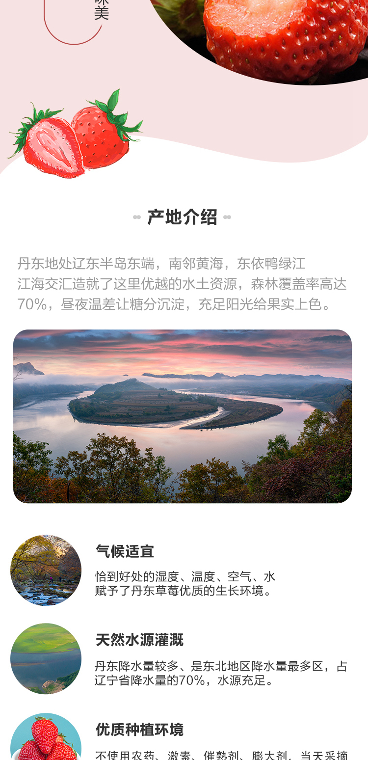 盒马生鲜 丹东99红颜草莓 900g 单果15-25g 图5
