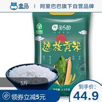 Taoxiang sweet cover Gong rice 5kg Yunnan Mangshi specialty farm soft rice Rice