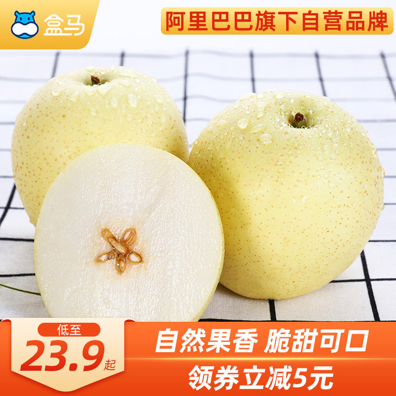 Box Horse Hebei Yellow Canopy Pear 5 catty loaded single fruit 250g When season fresh fruit should season Sydney crisp pear