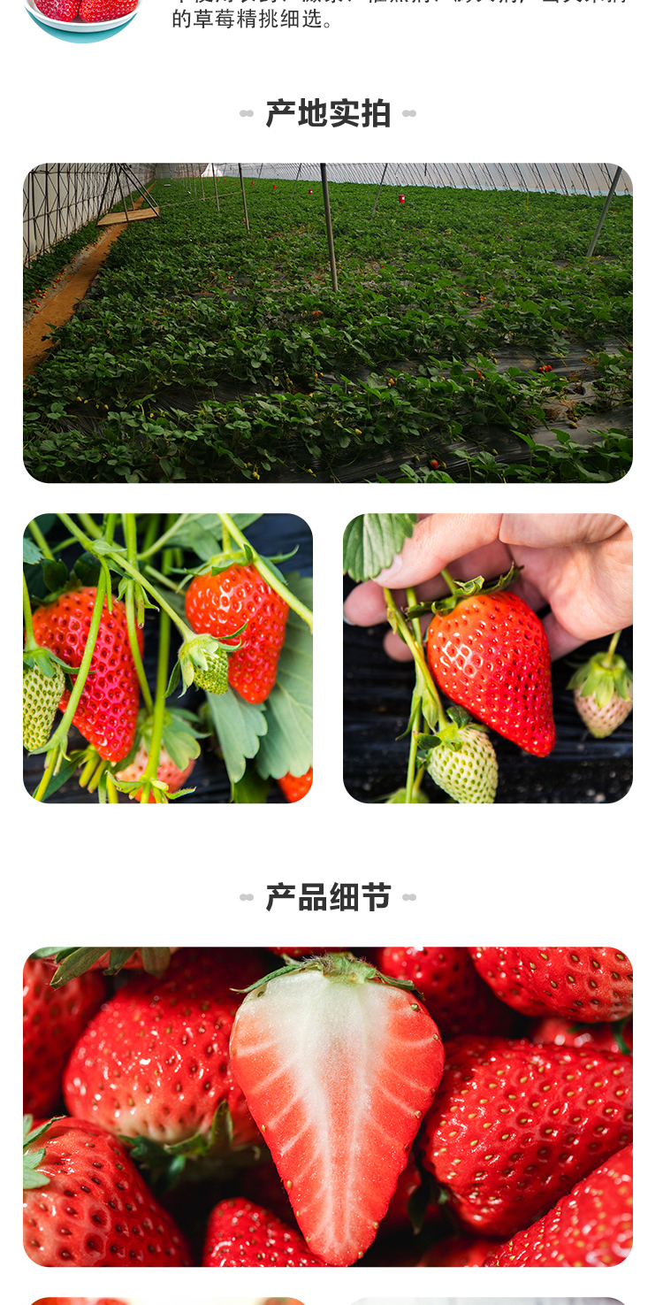 盒马生鲜 丹东99红颜草莓 900g 单果15-25g 图6