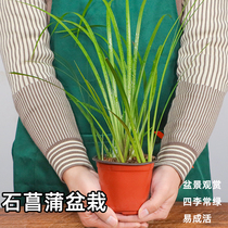 Stone calamus tiger shall be made with water bacon root Changchang Pheu bonsai flower potted plant green plant Calamus Grass Fish Tank Building plant