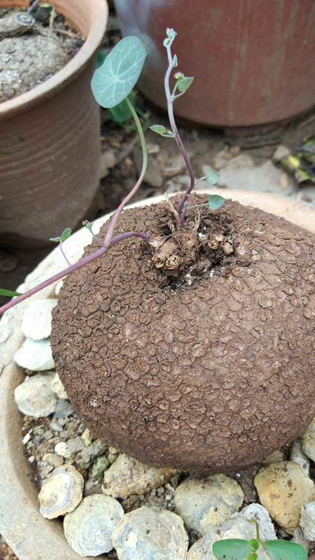 红藤山乌龟室内花卉盆栽水培绿植金不换地不容盆景多肉爬藤植物花