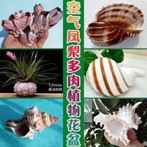 Natural conch shell Air pineapple flower pot Air phoenix sea urchin flower pot Succulents flower pot creative decorative ornaments