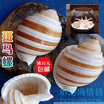 Natural conch shell piano snail fish tank Aquarium landscaping decoration Roll shellfish breeding shell fleshy flower pot ornaments