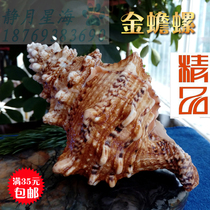 Natural conch shell stone snail Creative wedding gift gift Mediterranean style home lucky decorative ornaments