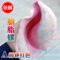 Natural conch shell Extra large rouge snail gift Wedding gift Mediterranean style jewelry Creative lucky ornaments