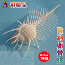 Natural conch shell Venus bone snail Witch bone snail Creative landscaping Mediterranean style floor decoration ornaments