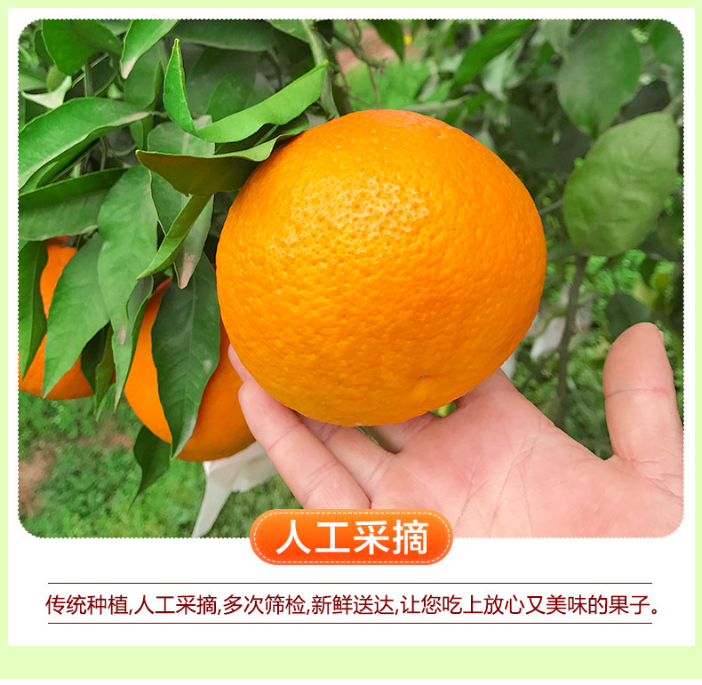四川爱媛38号果冻橙 10斤 单果60-65mm 图8