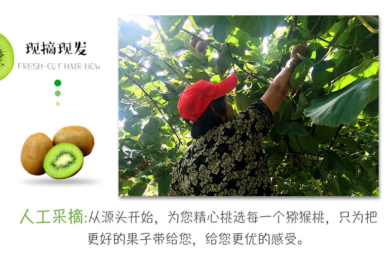 正宗周至猕猴桃，郑州猕猴桃团购批发商家插图6